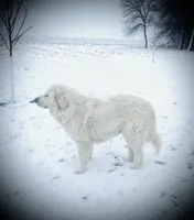 Thor, a male Great Pyrenees for sale in Danube, MN – Photo 6 of 6