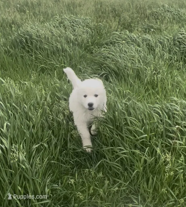 Zeus – Great Pyrenees puppy for sale in Danube, MN