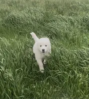 Zeus, a male Great Pyrenees for sale in Danube, MN – 1 of 1
