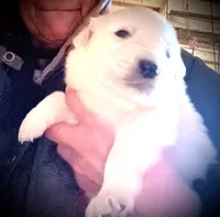 processed/433c7c98-660e-46b1-8e8b-4eda4481718a/listing/520c84ce-301d-41f9-aa8b-f555dffaab8c/2b430aae-aefd-4be1-9b30-93b9584c8fb0