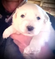 processed/433c7c98-660e-46b1-8e8b-4eda4481718a/listing/520c84ce-301d-41f9-aa8b-f555dffaab8c/6f563fbb-0639-433c-98d8-12705bb5b95f