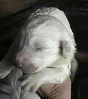 processed/433c7c98-660e-46b1-8e8b-4eda4481718a/listing/520c84ce-301d-41f9-aa8b-f555dffaab8c/883c1438-6c19-4c1a-9c42-c751f02f7771