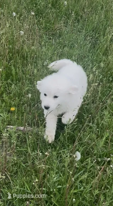 Maggie  – Great Pyrenees puppy for sale in Danube, MN