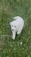 Maggie , a female Great Pyrenees for sale in Danube, MN – 1 of 1