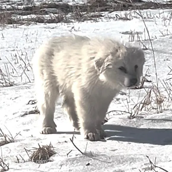 Titan – Great Pyrenees puppy for sale in Danube, MN