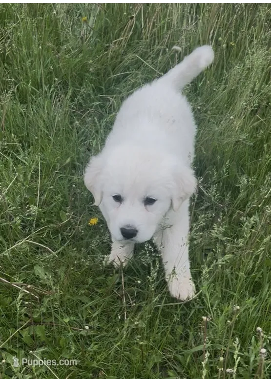 Gabriel – Great Pyrenees puppy for sale in Danube, MN
