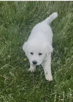 Gabriel, a male Great Pyrenees for sale in Danube, MN – 1 of 1