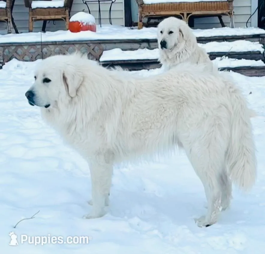 Roger & Little Girl , a  Great Pyrenees for sale in Danube, MN – Photo 4 of 4