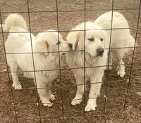 Roger & Little Girl , a  Great Pyrenees for sale in Danube, MN – Photo 3 of 4