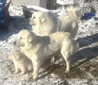 Roger & Little Girl , a  Great Pyrenees for sale in Danube, MN – Photo 1 of 4