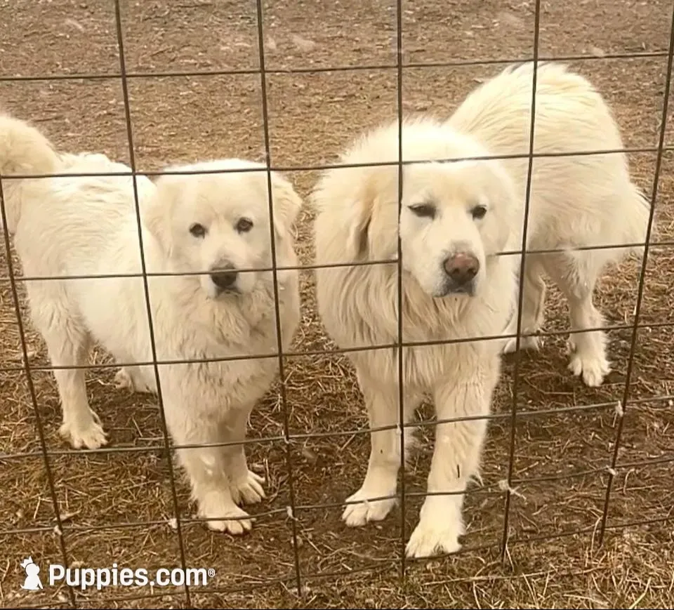 Roger & Little Girl , a  Great Pyrenees for sale in Danube, MN – Photo 2 of 4