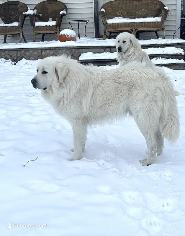 Roger & Kalmia new pups