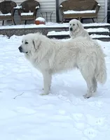 Roger & Kalmia new pups, a female Great Pyrenees for sale in Danube, MN – Photo 1 of 3