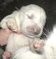 Luna. ON HOLD, a female Great Pyrenees for sale in Danube, MN – Photo 5 of 5