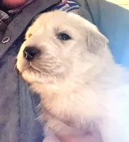 Luna. ON HOLD, a female Great Pyrenees for sale in Danube, MN – Photo 1 of 5