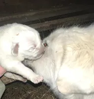 Luna. ON HOLD, a female Great Pyrenees for sale in Danube, MN – Photo 4 of 5