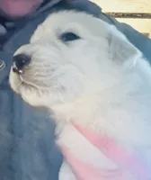 Luna. ON HOLD, a female Great Pyrenees for sale in Danube, MN – Photo 2 of 5