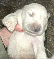 Luna. ON HOLD, a female Great Pyrenees for sale in Danube, MN – Photo 3 of 5