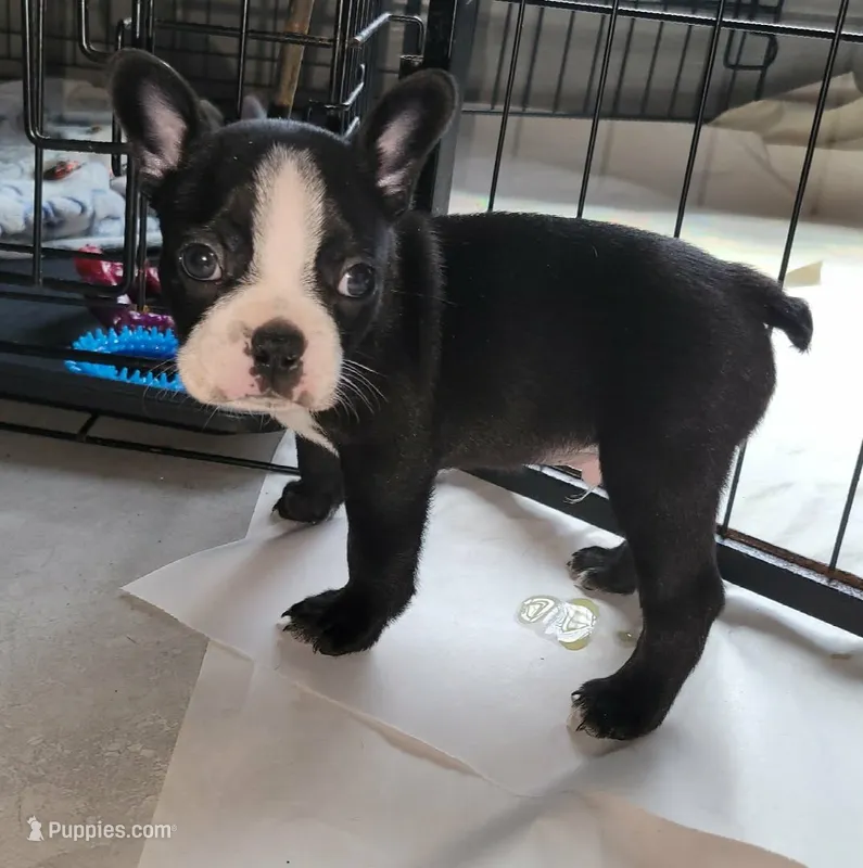 WINSTON – Boston Terrier puppy for sale in Mulberry, FL
