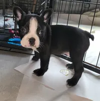 WINSTON, a male Boston Terrier for sale in Mulberry, FL – 1 of 1