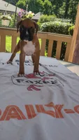 Opal, a female Boxer for sale in Homer Glen, IL – 3 of 7