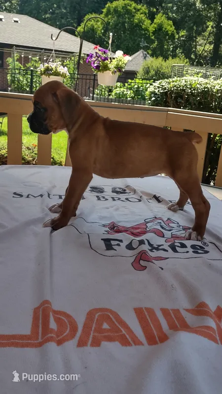 Opal – Boxer puppy for sale in Homer Glen, IL