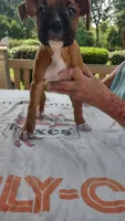 Pearl, a female Boxer for sale in Homer Glen, IL – 7 of 8