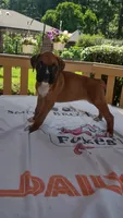 Opal, a female Boxer for sale in Homer Glen, IL – 2 of 7