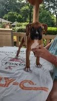 Opal, a female Boxer for sale in Homer Glen, IL – 7 of 7