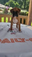 Pearl, a female Boxer for sale in Homer Glen, IL – 2 of 8