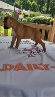 Pearl, a female Boxer for sale in Homer Glen, IL – 6 of 8
