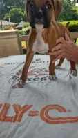 Pearl, a female Boxer for sale in Homer Glen, IL – 4 of 8