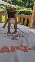 Opal, a female Boxer for sale in Homer Glen, IL – 5 of 7