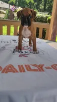 Pearl, a female Boxer for sale in Homer Glen, IL – 3 of 8