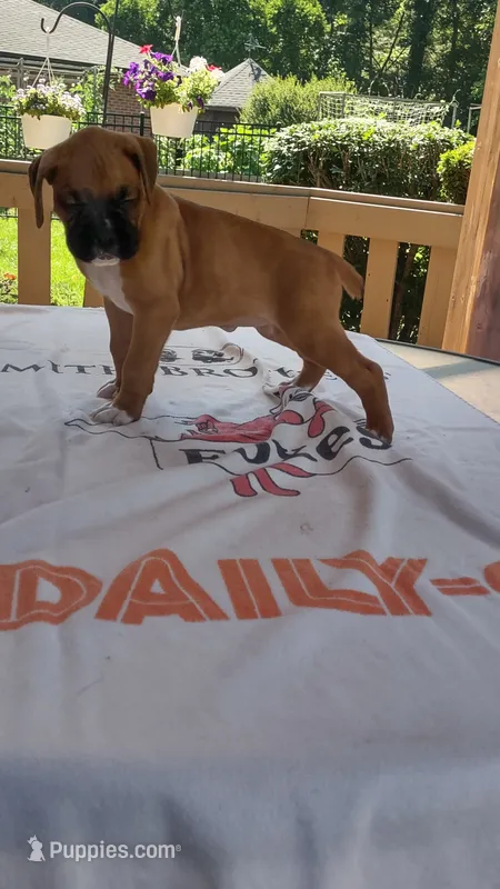 Pearl – Boxer puppy for sale in Homer Glen, IL