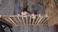 Pearl, a female Boxer for sale in Homer Glen, IL – 8 of 8