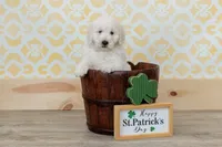 Champion Adorbs male, a male English Goldendoodle and Miniature Goldendoodle for sale in Sheridan, IN – Photo 3 of 6