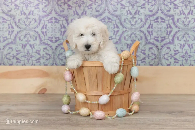 Champion Adorbs male