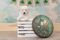 Champion Adorbs male, a male English Goldendoodle and Miniature Goldendoodle for sale in Sheridan, IN – Photo 4 of 6