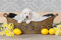 Champion Adorbs male, a male English Goldendoodle and Miniature Goldendoodle for sale in Sheridan, IN – Photo 6 of 6