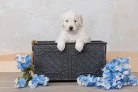 Champion Adorbs male, a male English Goldendoodle and Miniature Goldendoodle for sale in Sheridan, IN – Photo 5 of 6