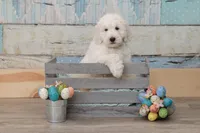 Champion Adorbs male, a male English Goldendoodle and Miniature Goldendoodle for sale in Sheridan, IN – Photo 2 of 6