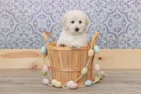 CH Mini Eng-Darling, a female English Goldendoodle and Miniature Goldendoodle for sale in Sheridan, IN – Photo 1 of 5