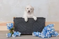 CH Mini Eng-Darling, a female English Goldendoodle and Miniature Goldendoodle for sale in Sheridan, IN – Photo 4 of 5
