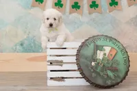 CH Mini Eng-Darling, a female English Goldendoodle and Miniature Goldendoodle for sale in Sheridan, IN – Photo 3 of 5