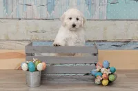 CH Mini Eng-Darling, a female English Goldendoodle and Miniature Goldendoodle for sale in Sheridan, IN – Photo 2 of 5