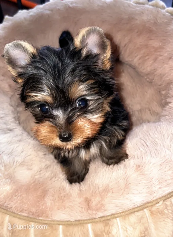Teacup Bruno – Yorkshire Terrier puppy for sale in Tucson, AZ