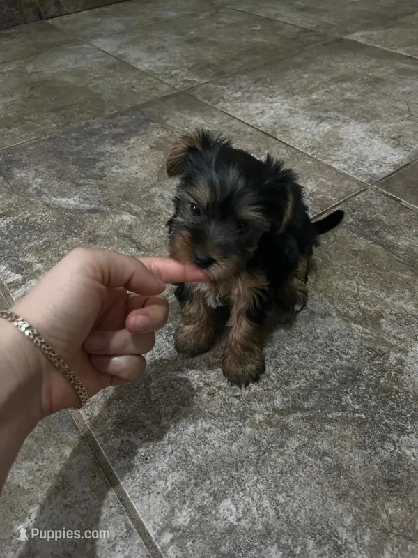 Lulu – Yorkshire Terrier puppy for sale in Phoenix, AZ