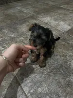Lulu, a female Yorkshire Terrier for sale in Phoenix, AZ – 1 of 1