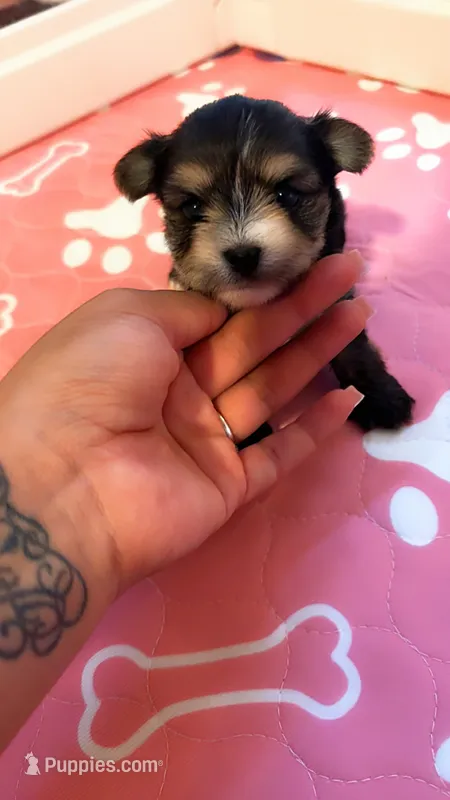 Zigy, a male Yorkshire Terrier for sale in Phoenix, AZ – 1 of 1